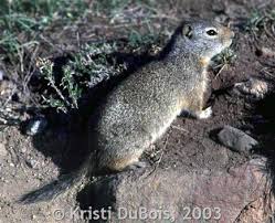 Image result for Ursinia montana