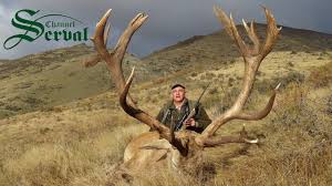 It was established in 2003 to operate the waipa mill that was originally founded by the government in 1939 and subsequently privatised in 1996. Red Deer Hunting In New Zealand Youtube