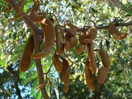 Check spelling or type a new query. How To Grow Tamarind Tree Growing Tamarind