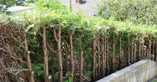 Auch bei vorliegen der genannten voraussetzungen darf jeweils nur an der grundstücksgrenze geschnitten werden. Lebensbaum Und Scheinzypresse Vorsicht Beim Schnitt Mein Schoner Garten