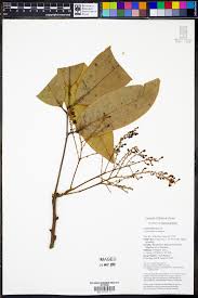 Image result for Putranjivaceae