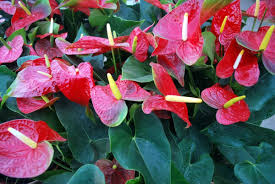 They do flower, and will look similar to many aroid family flowers in that they have both a spadix and a spathe, but they are insignificant on anthurium. How To Grow Anthuriums Indoors Or Outdoors Dengarden
