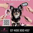 KATE'S DOG GROOMING NEATH - Updated April 2024 - 30 Photos - 185 ...