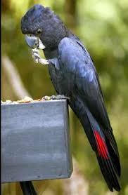 Big Bird With Colorful Feathers Red Tailed Cockatoo Pet Birds Most Beautiful Birds Birds