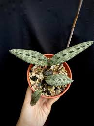 Image result for Oeceoclades saundersiana