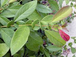 Image result for Chaenomeles