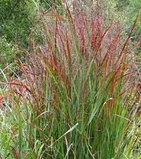 Image result for Panicum chionachne
