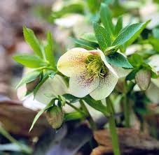 Check spelling or type a new query. 12 Best Midwest Perennial Flowers For Your Garden