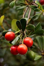 Image result for Mimusops afra