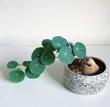 Stephania erecta 'potato' caudex plant | etsy. Stephania Erecta Unique Plants Plants Plant Care Houseplant