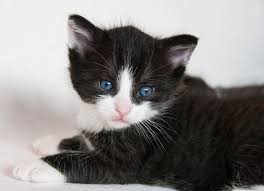 Nickname often given to brothers. Black And White Cat Names 250 Cool Kitty Ideas