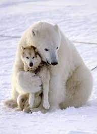 Polar Bear Wolf Animals Friendship Funny Animals Animals Beautiful