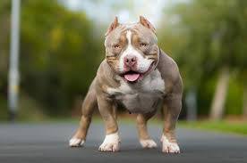 Bully dog sales puppies for sale