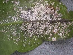 Remove as many as you can by hand. Insect Pests Of Cacti And Succulents Grown As House Plants