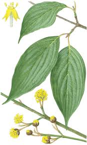 Image result for Cornus volkensii