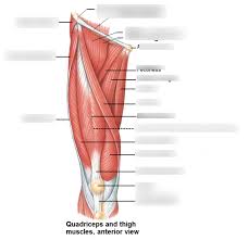 But it's the shape and forms of these muscles we're concerned with and that's the hard part. Quadriceps And Thigh Muscles From Teacher Diagram Quizlet