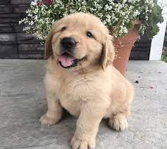Kay Golden Retriever Puppy Retriever Puppy Golden Retriever Puppy Golden Retriever