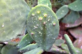 Does anyone actually bother reading the game rules on run bts? Caring For 12 Mistakes Beginners Make With Succulents Debra Lee Baldwin