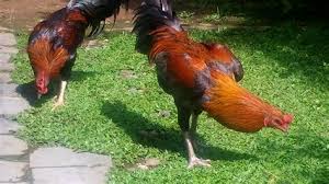 We did not find results for: Gambar Mewarnai Ayam Bertelur Paling Hits 30 Gambar Kartun Ayam Bertelur Kumpulan Kumpulan Tebak Tebakan Lucu Terkadang Dalam Kehidupan Sehari Hari Kita Memerlukan Hal Hal Yang Lucu Atau Yang Berbau Humor