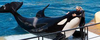 Historical Research - Why don't killer whales attack (and eat) humans? First we need to understand a few things, first about
