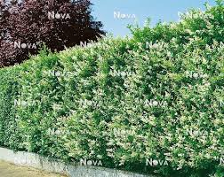 Image result for ligustrum ovalifolium
