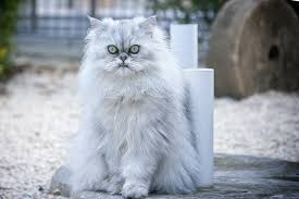 27 best images about felidae 16. Dental Problems In Flat Faced Cat Breeds Face Foundation Blog