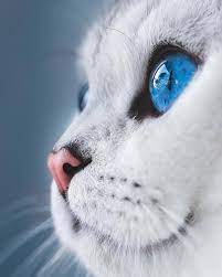 Photo By Lyo Thecat Congratulations Tebrikler Selected By Fatiihh77 Igbest Shots Ig Fotog Beautiful Cats Cute Animals Cat Photography