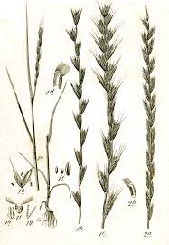 Image result for Lolium