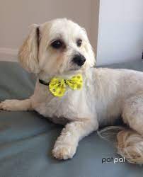Moodle At Patpal Dog Grooming Willoughby Sydney Www Patpaldoggrooming Com Cute Animals Dogs Animals