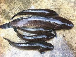 A dark tale of a magical fish and its flawed human friends. Ikan Haruan Jb Photos Facebook