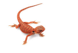 Maybe you would like to learn more about one of these? What Is A Fancy Bearded Dragon What Makes It Different