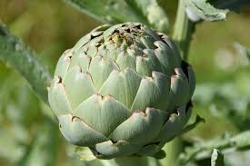 If you are growing them as annuals, cut them down to ground level after flowers have faded, and cover them with mulch for the winter. Growing Artichokes How To Plant Grow And Harvest Artichokes The Old Farmer S Almanac