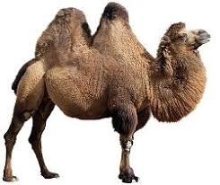 We welcome you to visit our store. Pin On Camel Bratwurst Sausage Halal Sausage