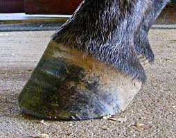 Image result for hoof disease chart for cow