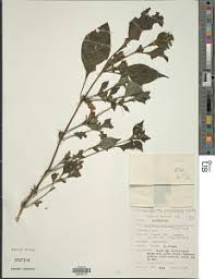 Image result for Acanthopale pubescens