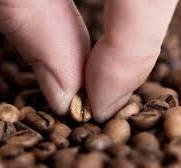 Post-Roast Sorting - Barista Hustle