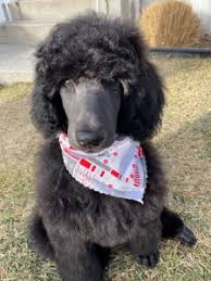 Labradoodles, goldendoodles, even bernedoodles and maltipoos, there are a lot for pet parents that live in more wooded areas, making sure to keep debris out of their fur may be a daily task. 5 Best Poodle Breeders In Oregon 2021 We Love Doodles