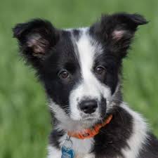 Puppy Growth Chart Zebra Border Collie Female
