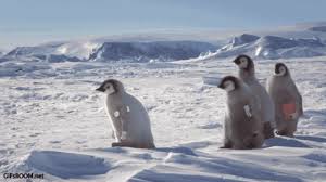 Birds With Human Arms Gif Https Encrypted Tbn0 Gstatic Com Images Q Tbn 3aand9gcqp5frhwgs4p4rymuzoamibfctfg6z9cn58xa Usqp Cau