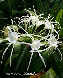 Image result for Baphia speciosa