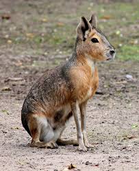 Image result for Dolichos junodii