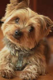 on vous dit pourquoi il ne faut absolument pas adopter un yorkshire chien yorkshire chiot yorkshire chien yorkshire terrier