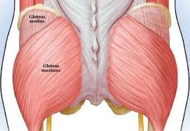 In theory, we want them. What Are The Most Effective Glutes Exercise Gymlion