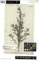 Image result for Indigofera pulchra