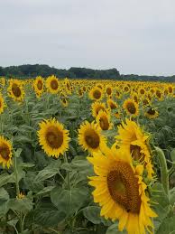 Maybe you would like to learn more about one of these? I Just Want To Run Through This Field On Long Island Again Singing You Fill Up My Senses Sunflowers