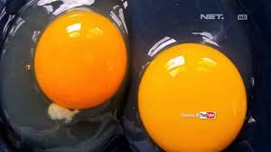Hanya saja, karena telur bebek memang berukuran lebih besar dibanding telur ayam, maka kandungan nutrisi yang terdapat di dalamnya juga berbeda. Antara Telur Bebek Dan Telur Ayam Mana Yang Lebih Sehat Youtube