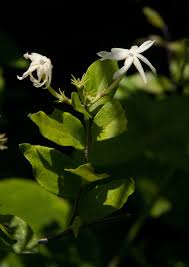 Image result for Jasminum streptopus