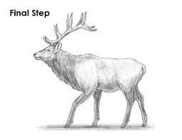 How To Draw An Elk Elk Drawing Animal Drawings Deer Art