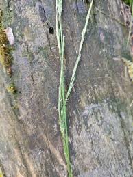 Image result for Glyceria fluitans