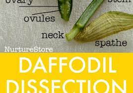 Daffodil Dissection Parts Of A Flower Lesson Nurturestore Parts Of A Flower Spring Science Lessons Spring Science
